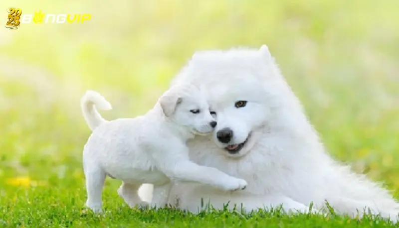 Mơ thấy chó con – Tín hiệu của niềm vui và khởi đầu mới